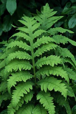 ferns by miguel vieira